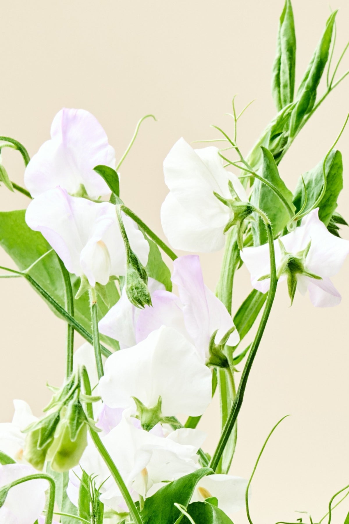 Ærteblomst 'Spencer Arthur Hellyer' - frø