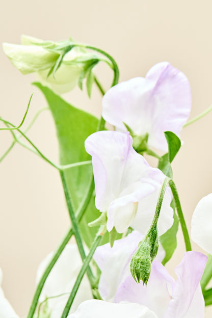 Ærteblomst 'Spencer Arthur Hellyer' - frø