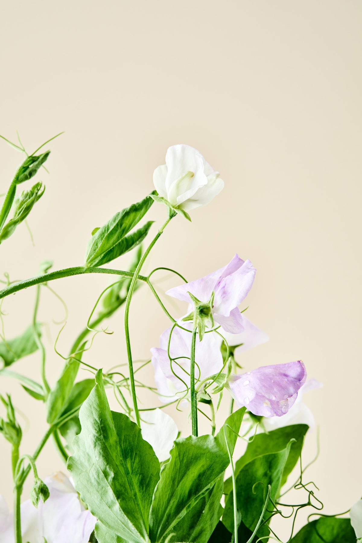 Ærteblomst 'Spencer Arthur Hellyer' - frø