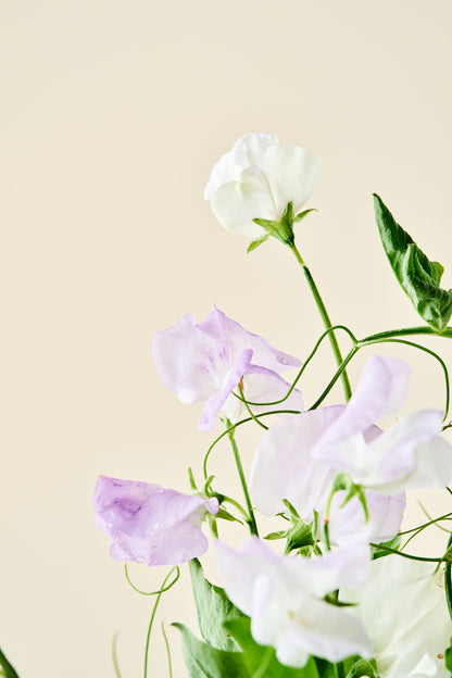 Ærteblomst 'Spencer Arthur Hellyer' - frø
