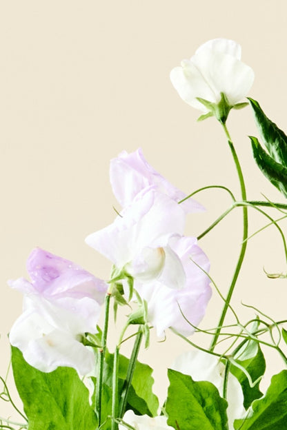 Ærteblomst 'Spencer Arthur Hellyer' - frø