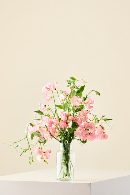 Ærteblomst 'Spencer Princess Elisabeth' - frø