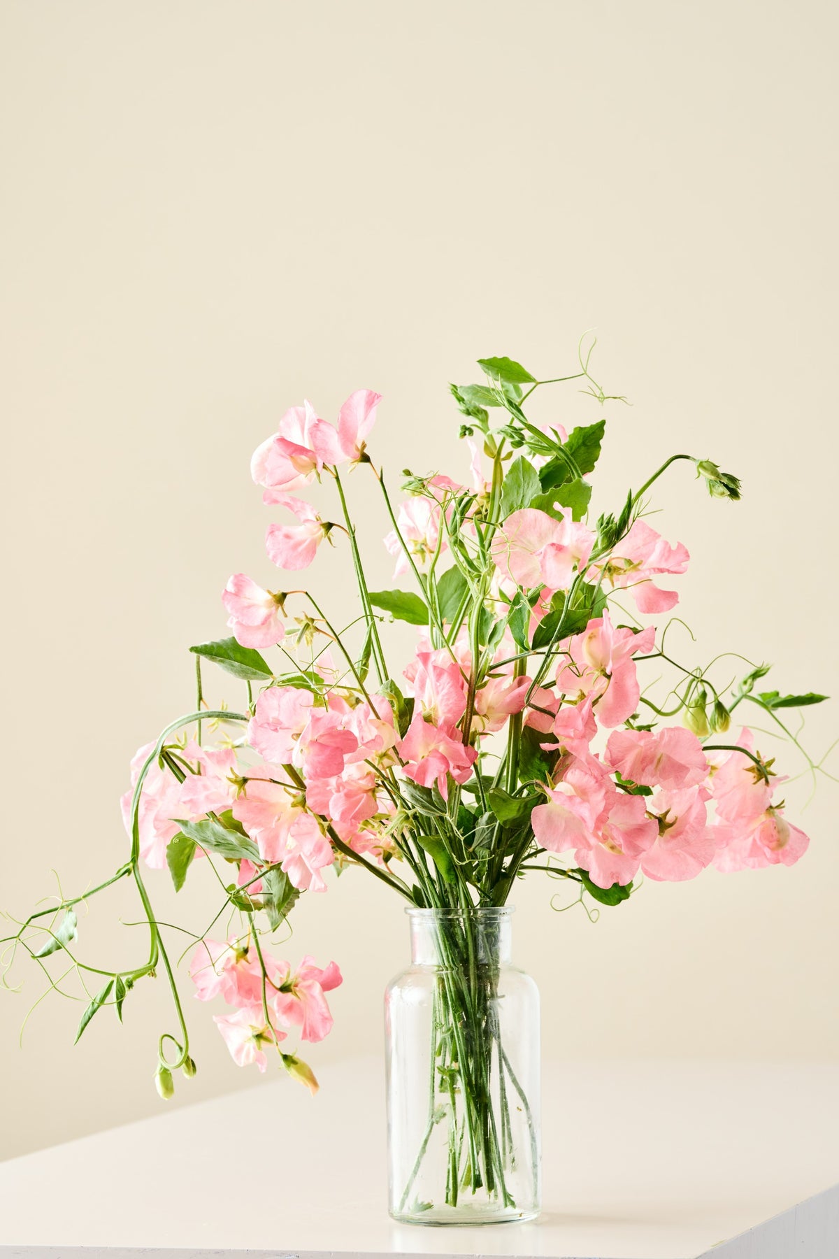 Ærteblomst 'Spencer Princess Elisabeth' - frø