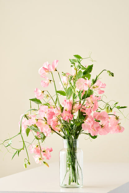 Ærteblomst 'Spencer Princess Elisabeth' - frø
