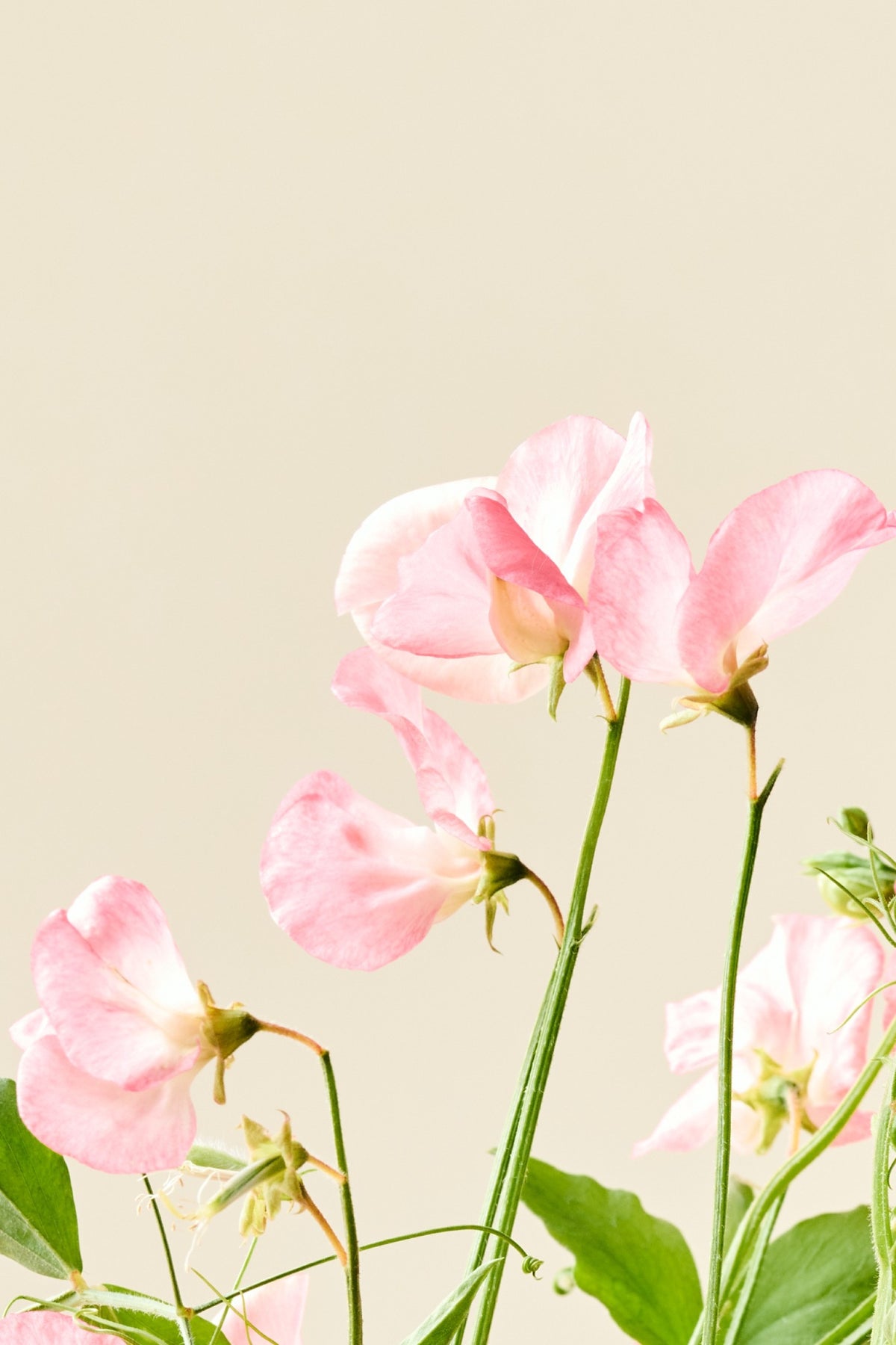 Ærteblomst 'Spencer Princess Elisabeth' - frø