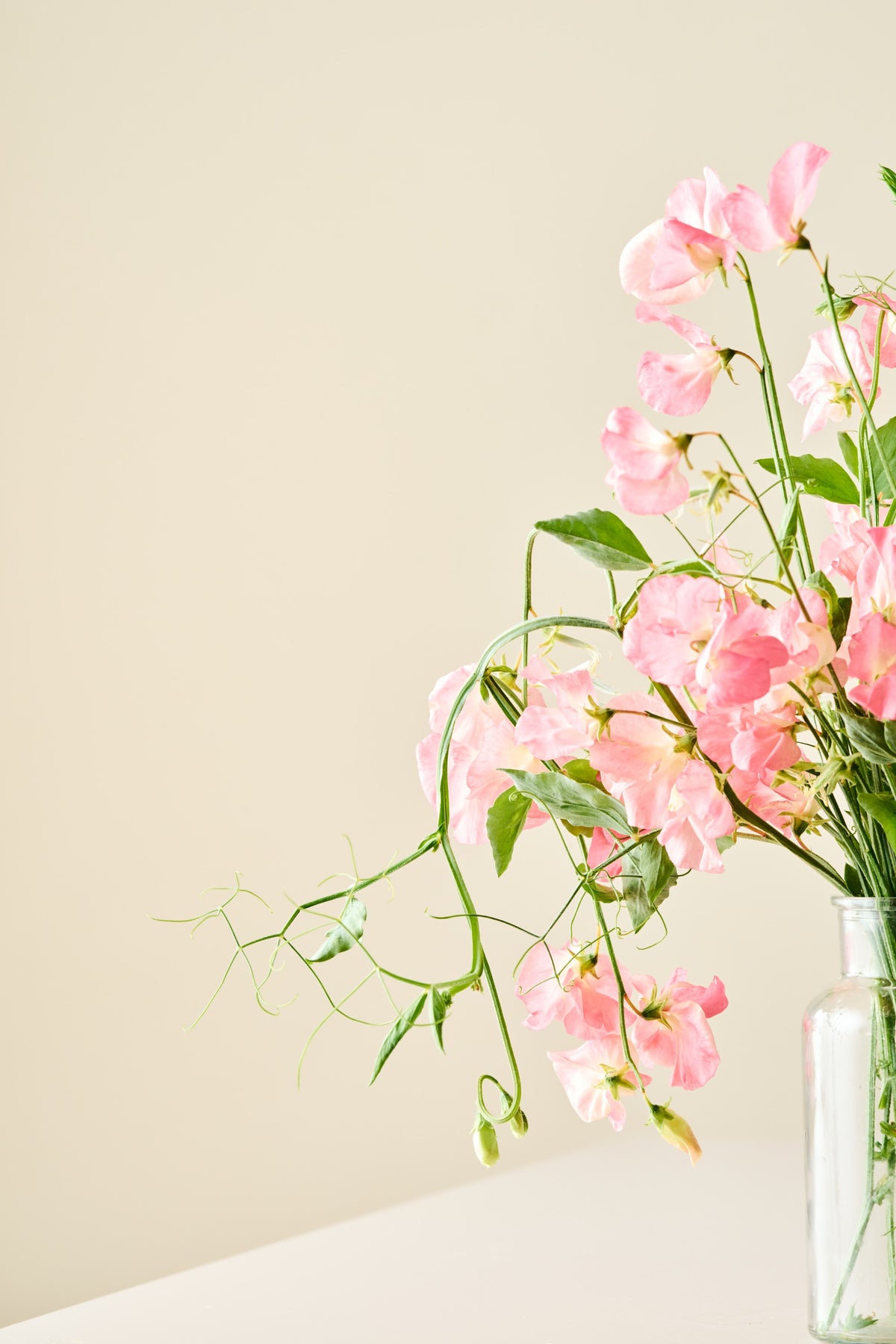 Ærteblomst 'Spencer Princess Elisabeth' - frø