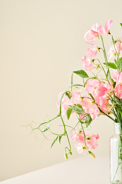 Ærteblomst 'Spencer Princess Elisabeth' - frø