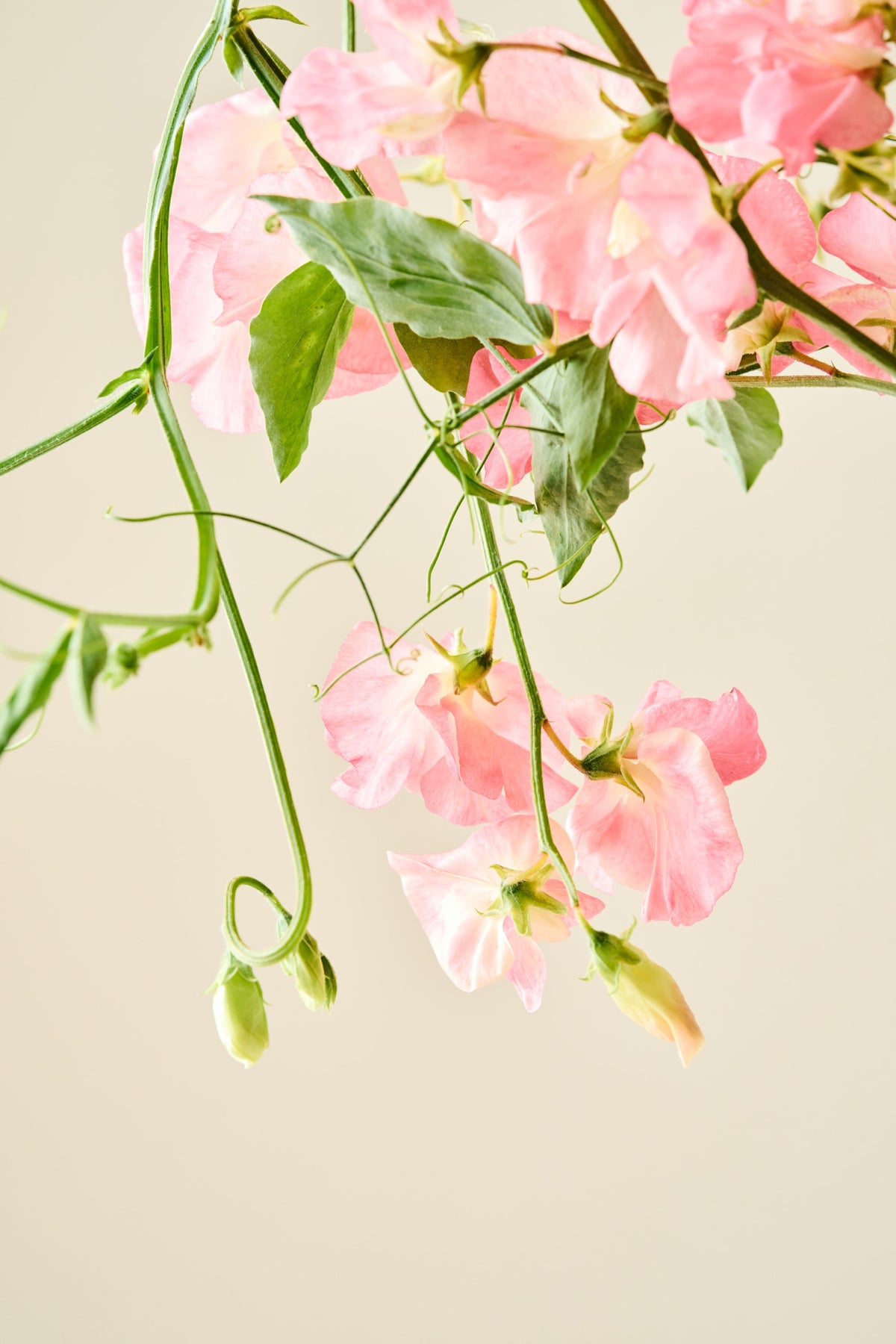 Ærteblomst 'Spencer Princess Elisabeth' - frø
