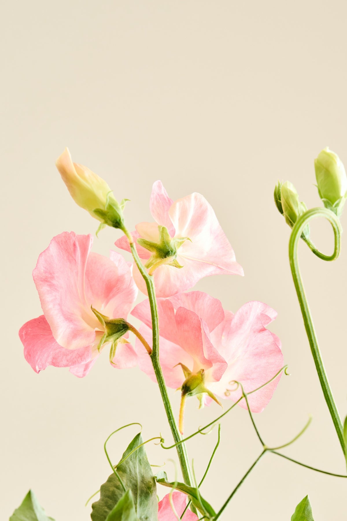 Ærteblomst 'Spencer Princess Elisabeth' - frø