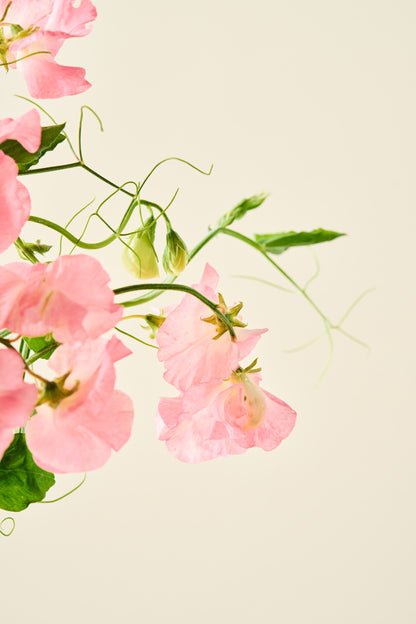 Ærteblomst 'Spencer Princess Elisabeth' - frø