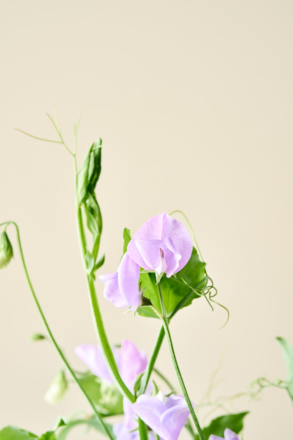 Ærteblomst 'Spencer Leamington' - frø