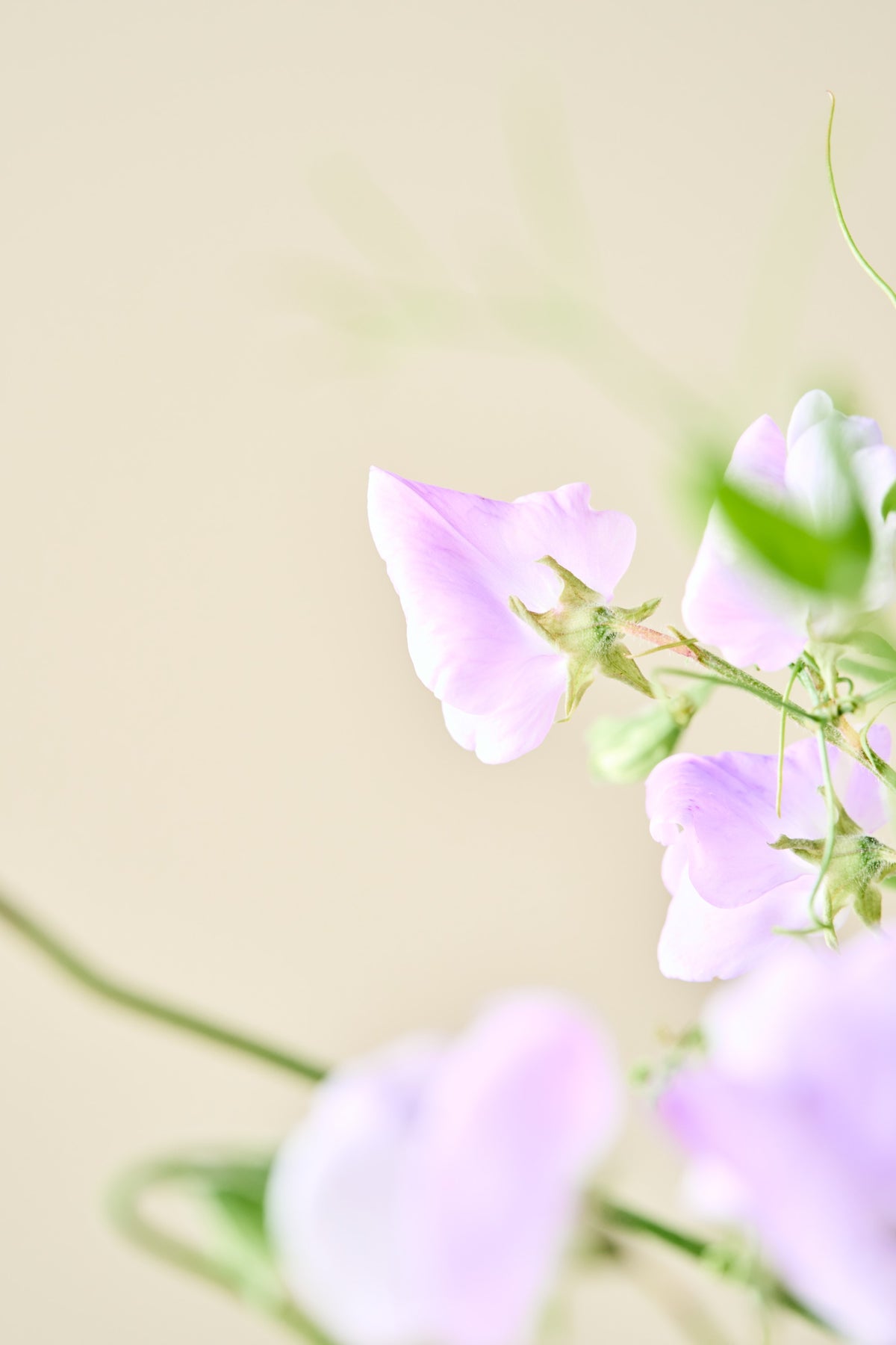Ærteblomst 'Spencer Leamington' - frø