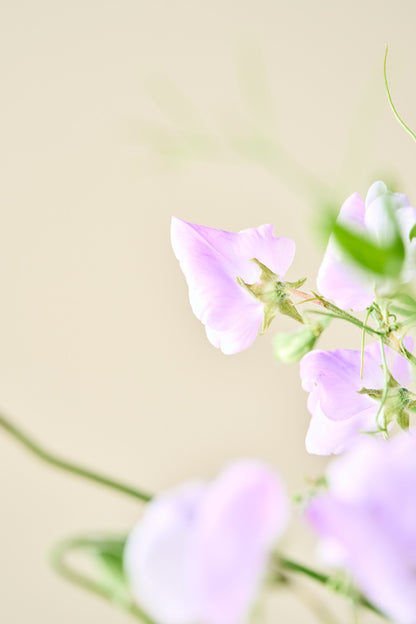 Ærteblomst 'Spencer Leamington' - frø