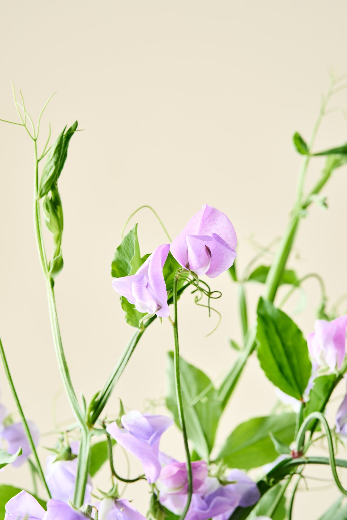 Ærteblomst 'Spencer Leamington' - frø