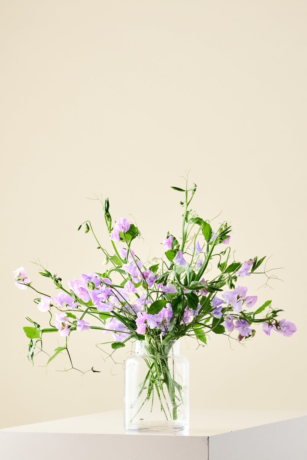 Ærteblomst 'Spencer Leamington' - frø