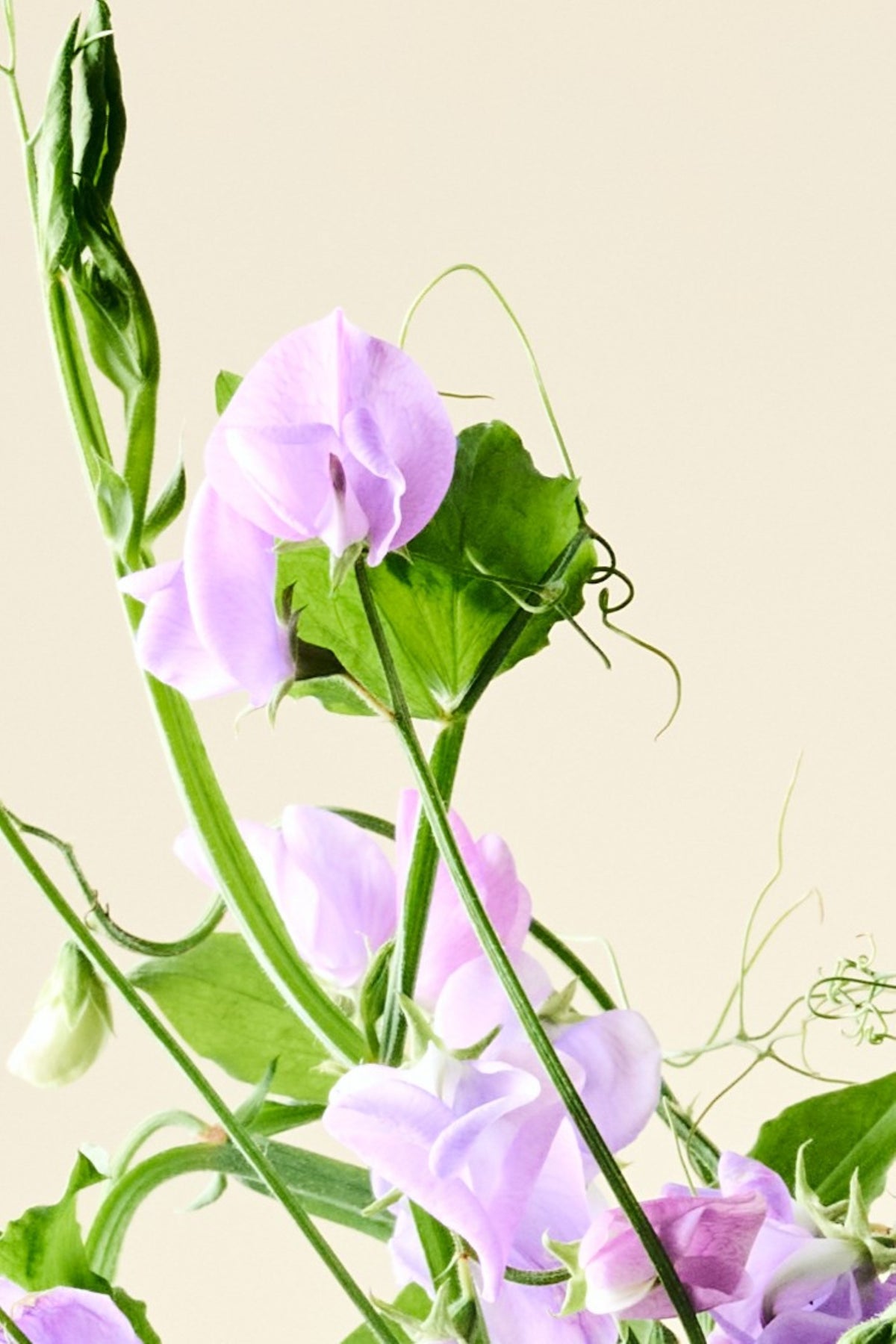 Ærteblomst 'Spencer Leamington' - frø