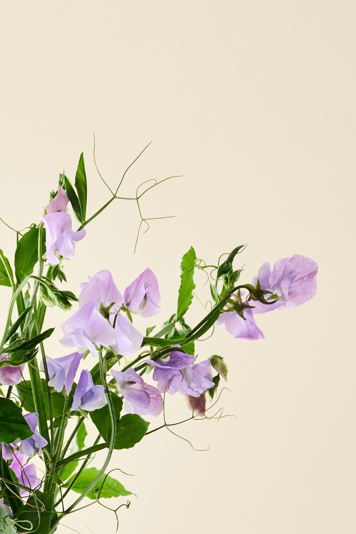 Ærteblomst 'Spencer Leamington' - frø