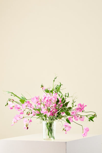Ærteblomst 'Elegance Rose' - frø