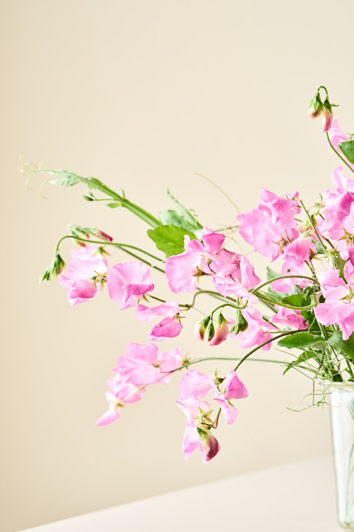 Ærteblomst 'Elegance Rose' - frø