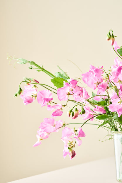 Ærteblomst 'Elegance Rose' - frø