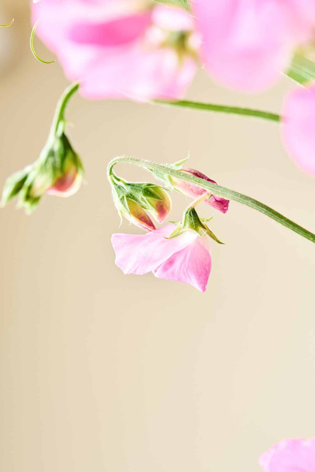 Ærteblomst 'Elegance Rose' - frø