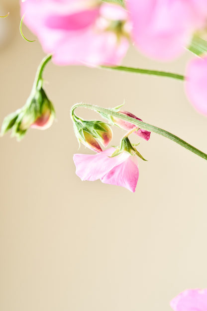 Ærteblomst 'Elegance Rose' - frø