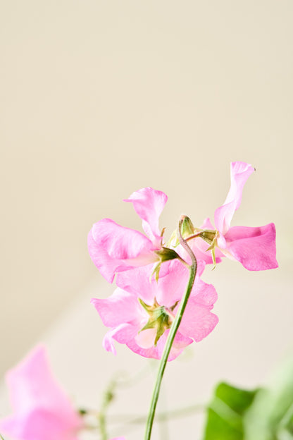 Ærteblomst 'Elegance Rose' - frø