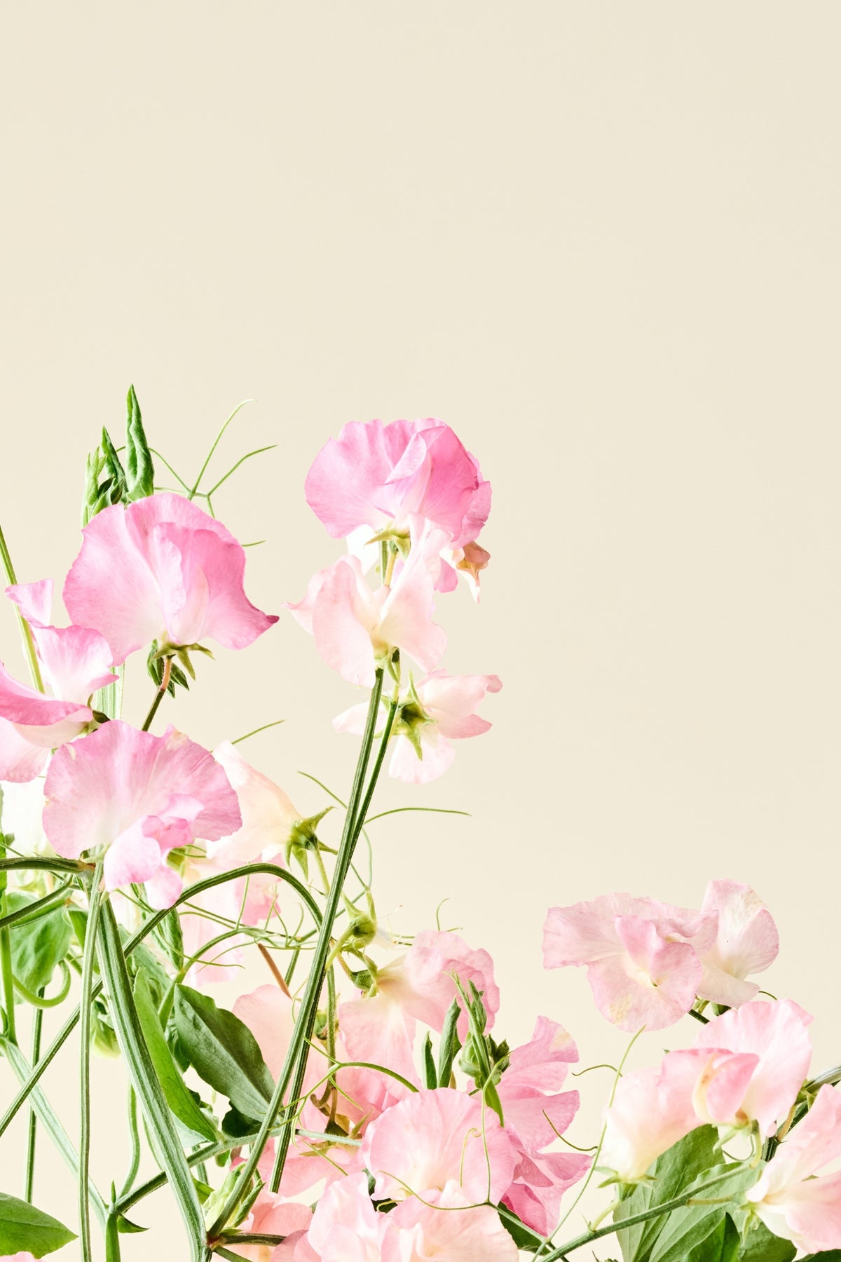 Ærteblomst 'Spring Sunshine Peach' - frø