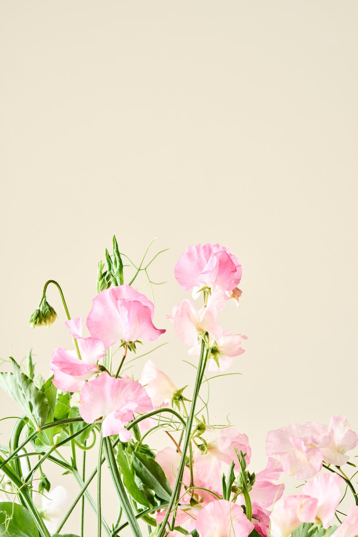 Ærteblomst 'Spring Sunshine Peach' - frø