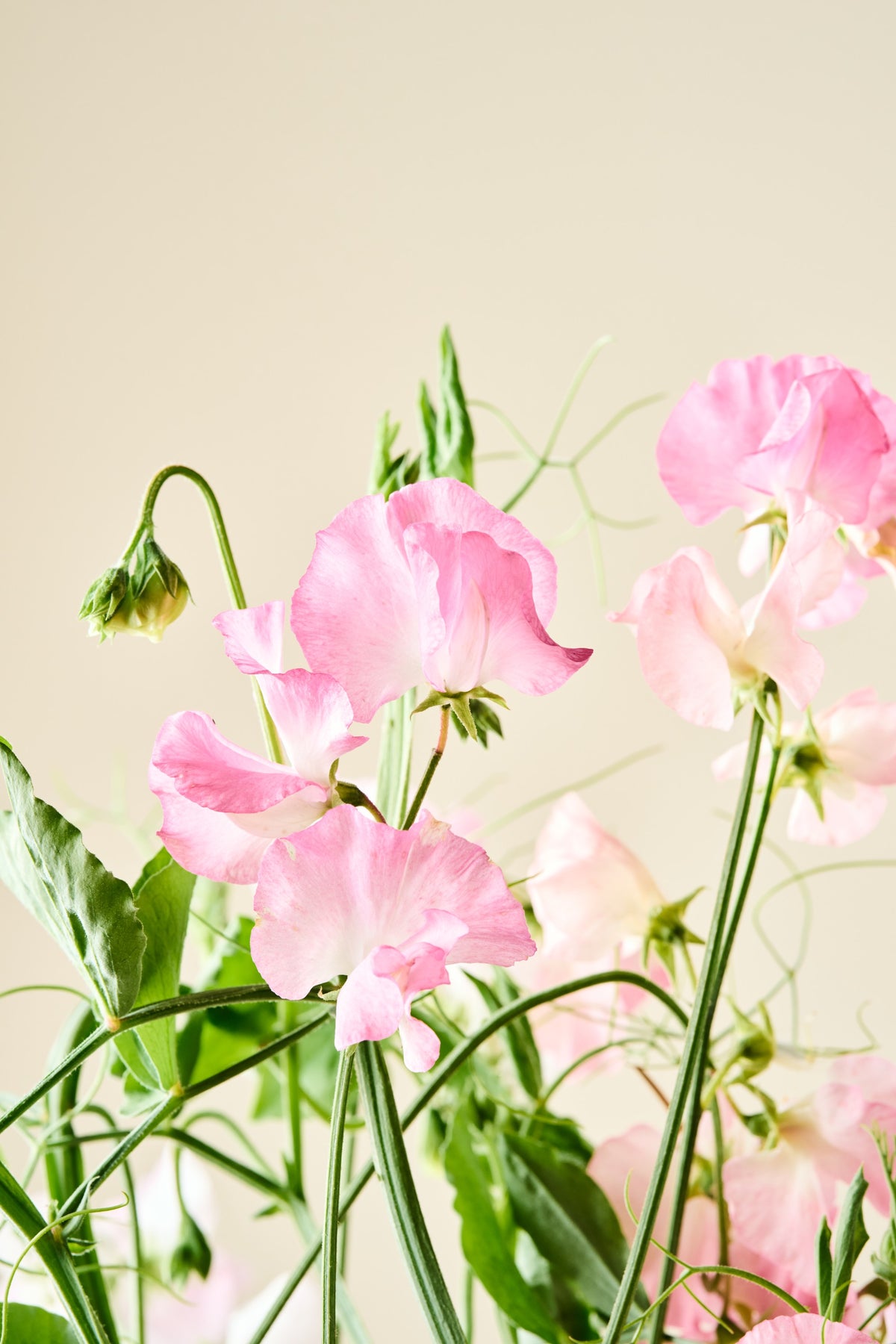 Ærteblomst 'Spring Sunshine Peach' - frø