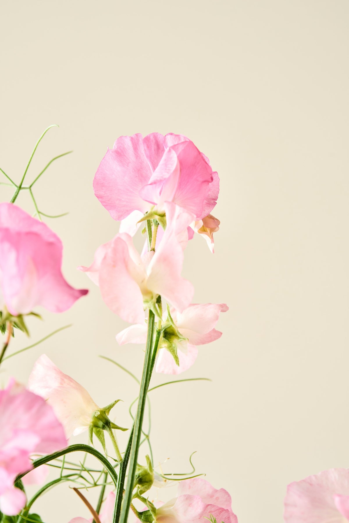 Ærteblomst 'Spring Sunshine Peach' - frø