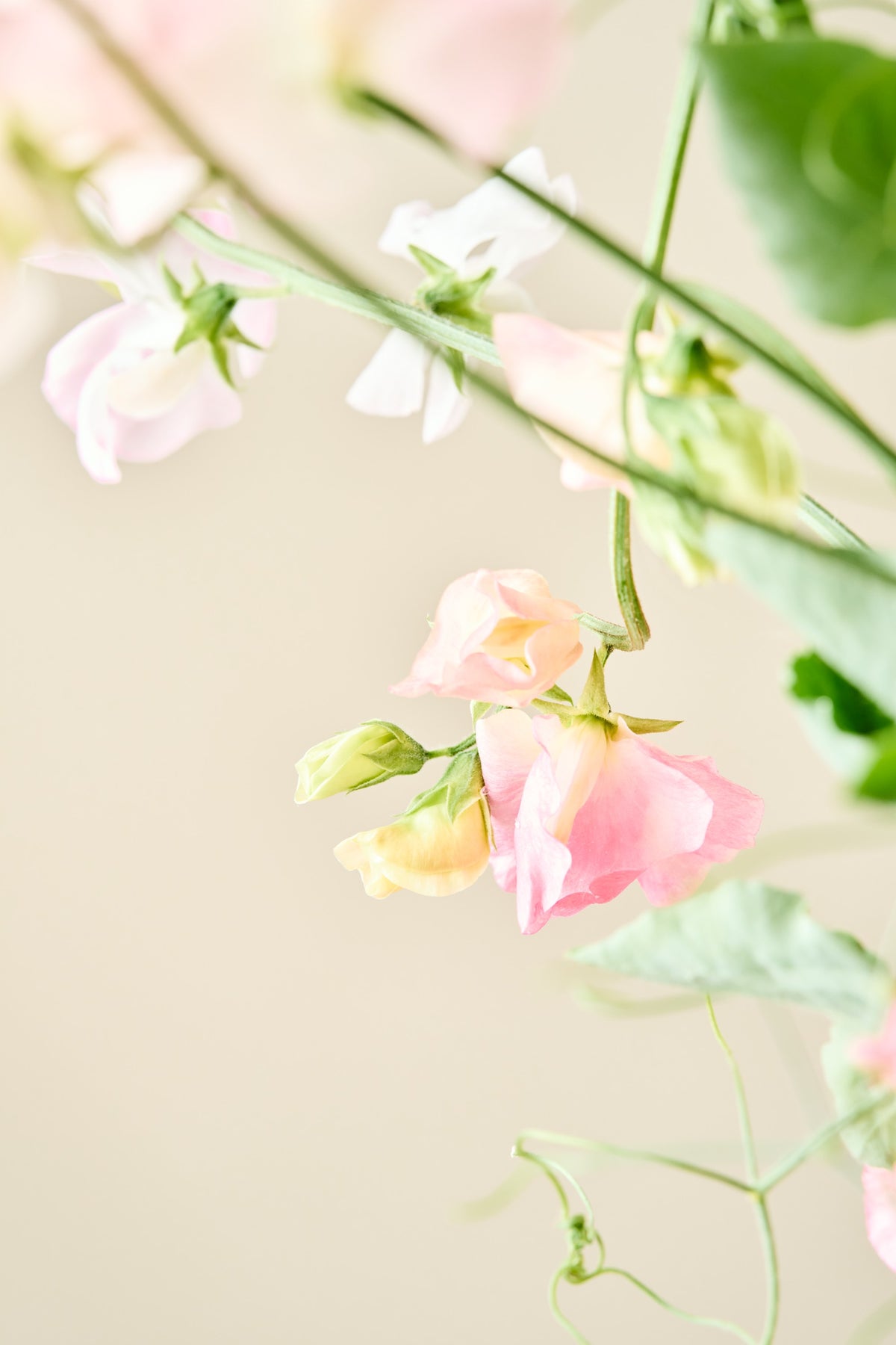 Ærteblomst 'Spring Sunshine Peach' - frø