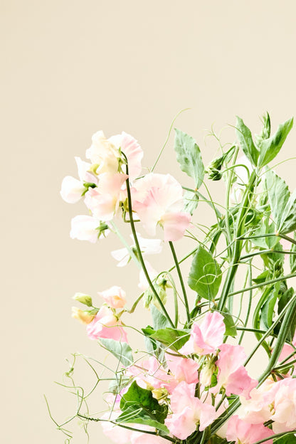 Ærteblomst 'Spring Sunshine Peach' - frø