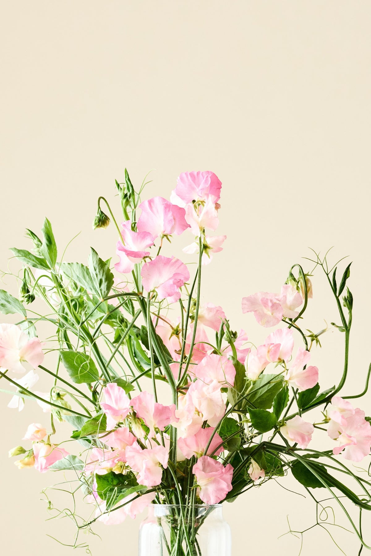 Ærteblomst 'Spring Sunshine Peach' - frø