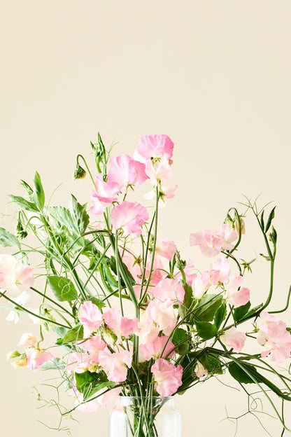 Ærteblomst 'Spring Sunshine Peach' - frø