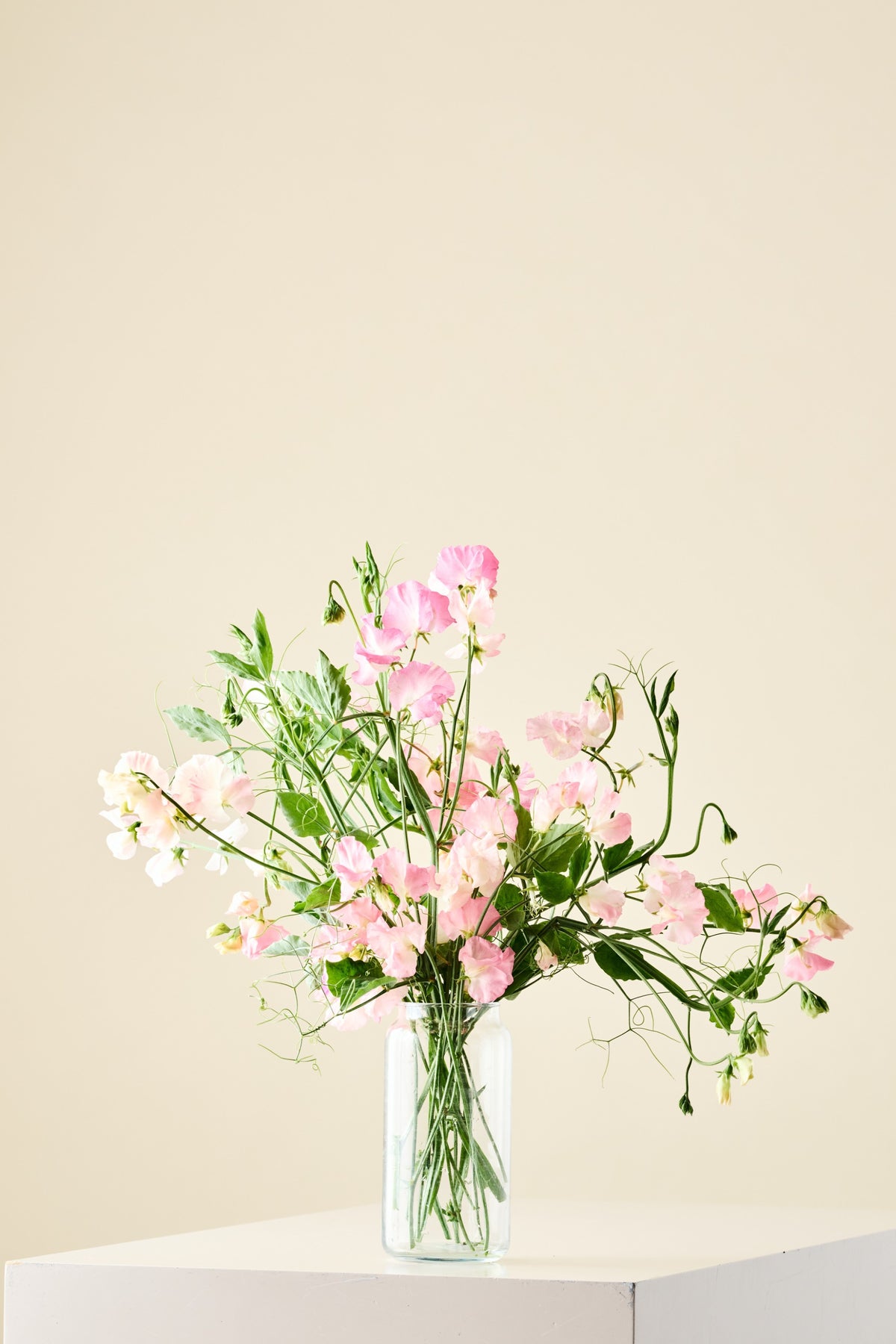 Ærteblomst 'Spring Sunshine Peach' - frø