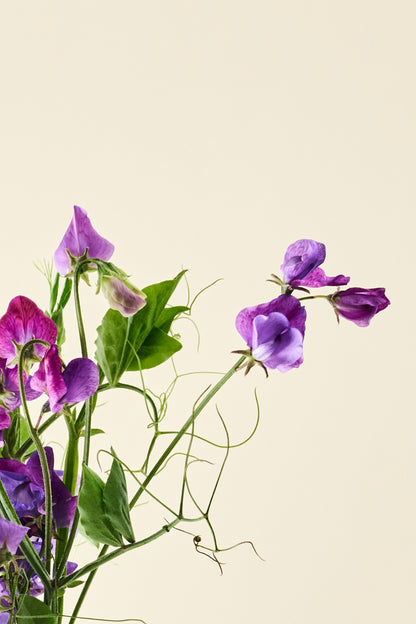 Ærteblomst 'Blue Reflections' - frø