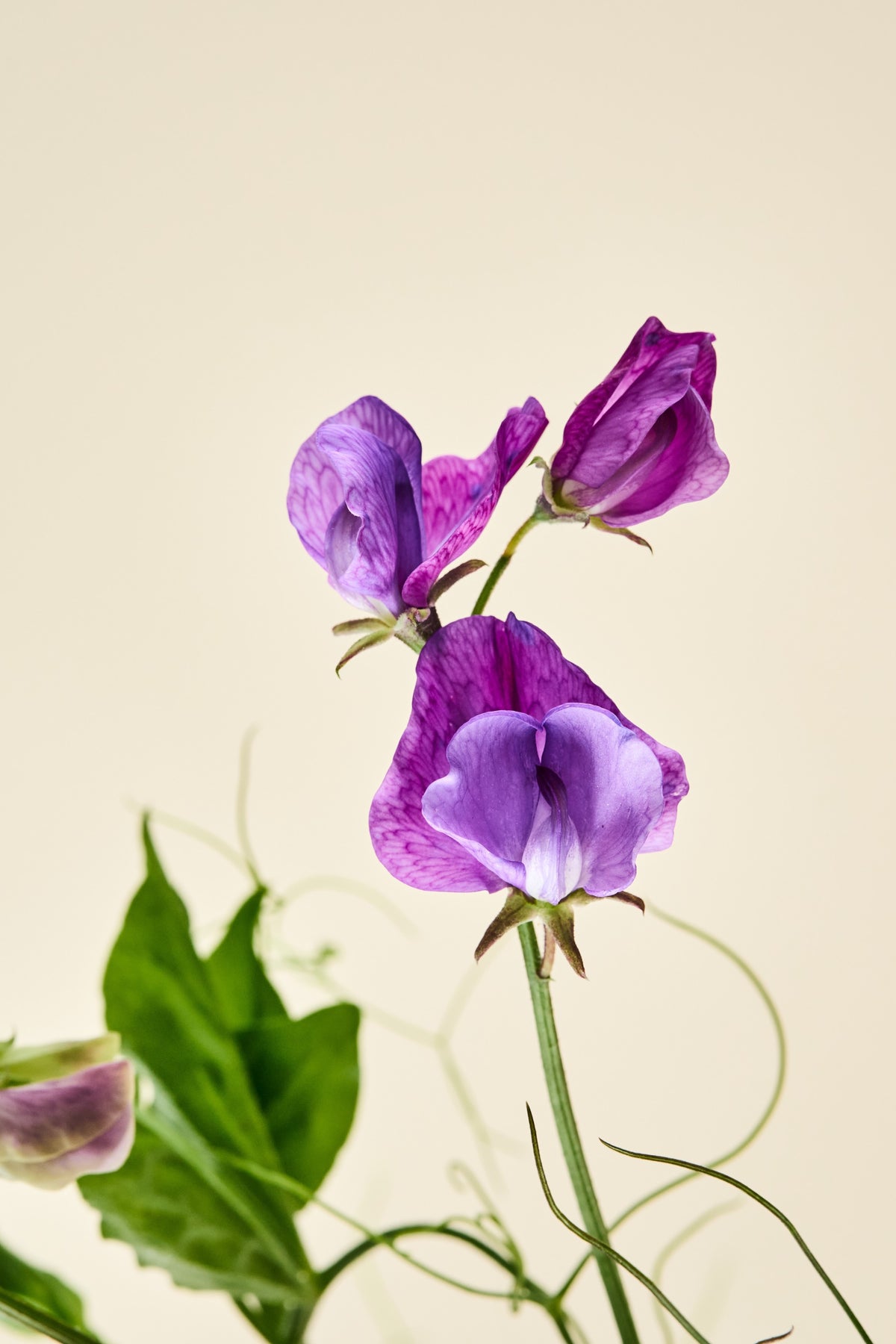 Ærteblomst 'Blue Reflections' - frø