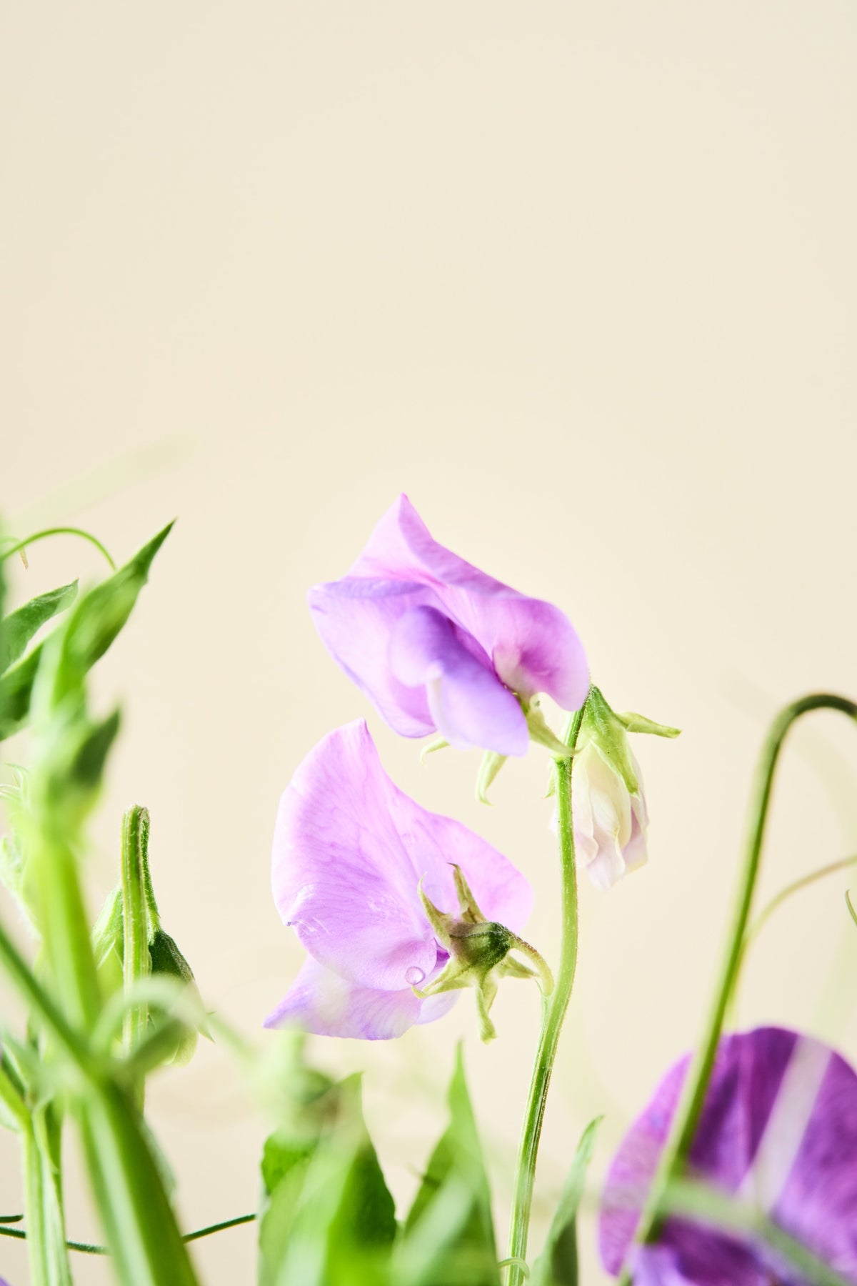 Ærteblomst 'Blue Reflections' - frø