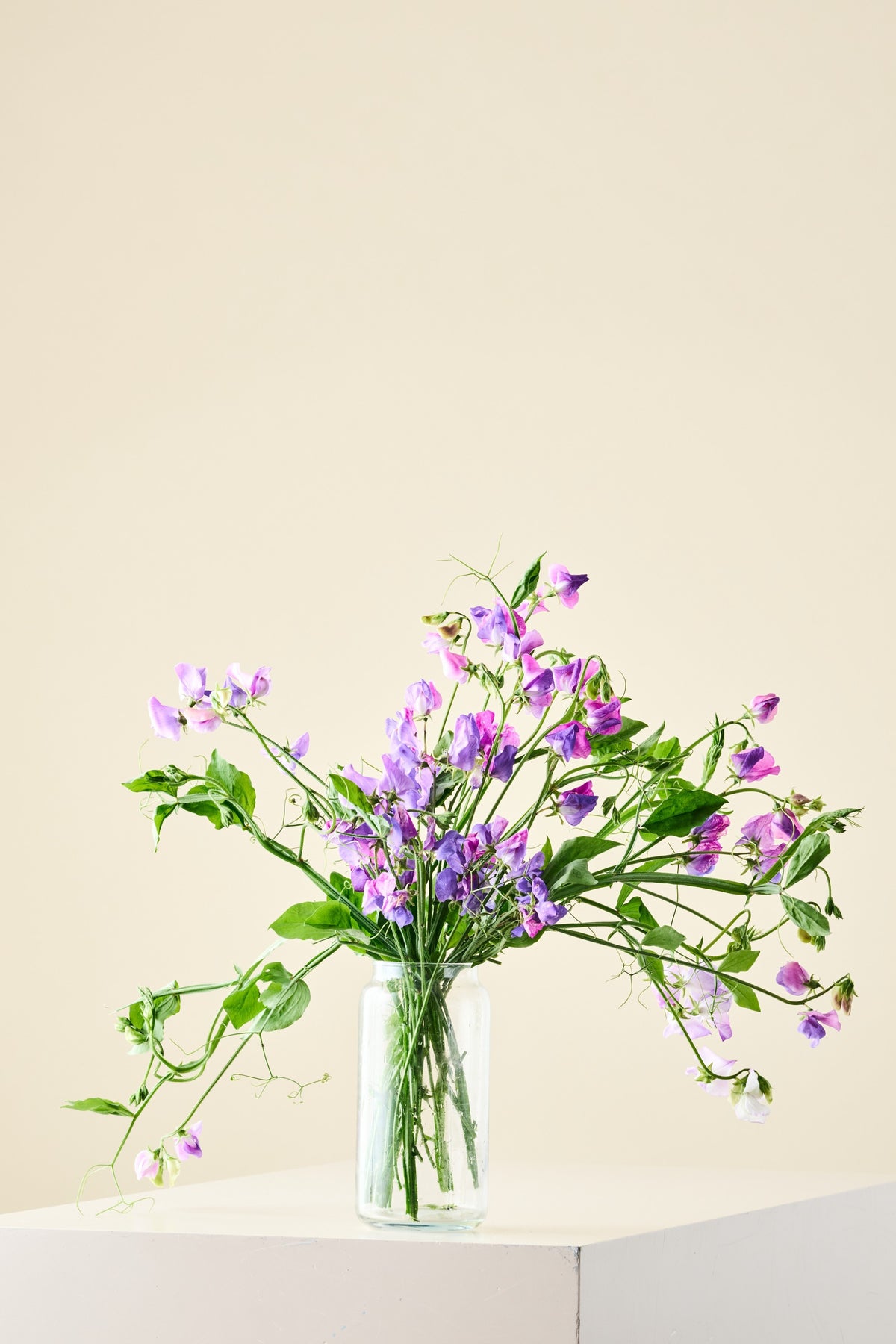 Ærteblomst 'Spencer Noel Sutton' - frø