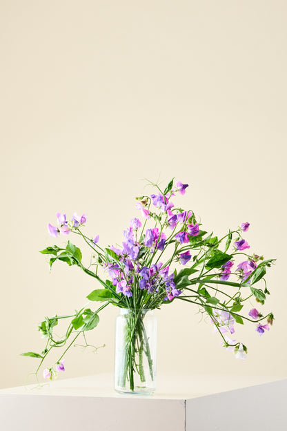 Ærteblomst 'Spencer Noel Sutton' - frø