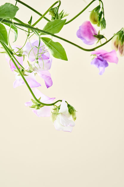 Ærteblomst 'Spencer Noel Sutton' - frø
