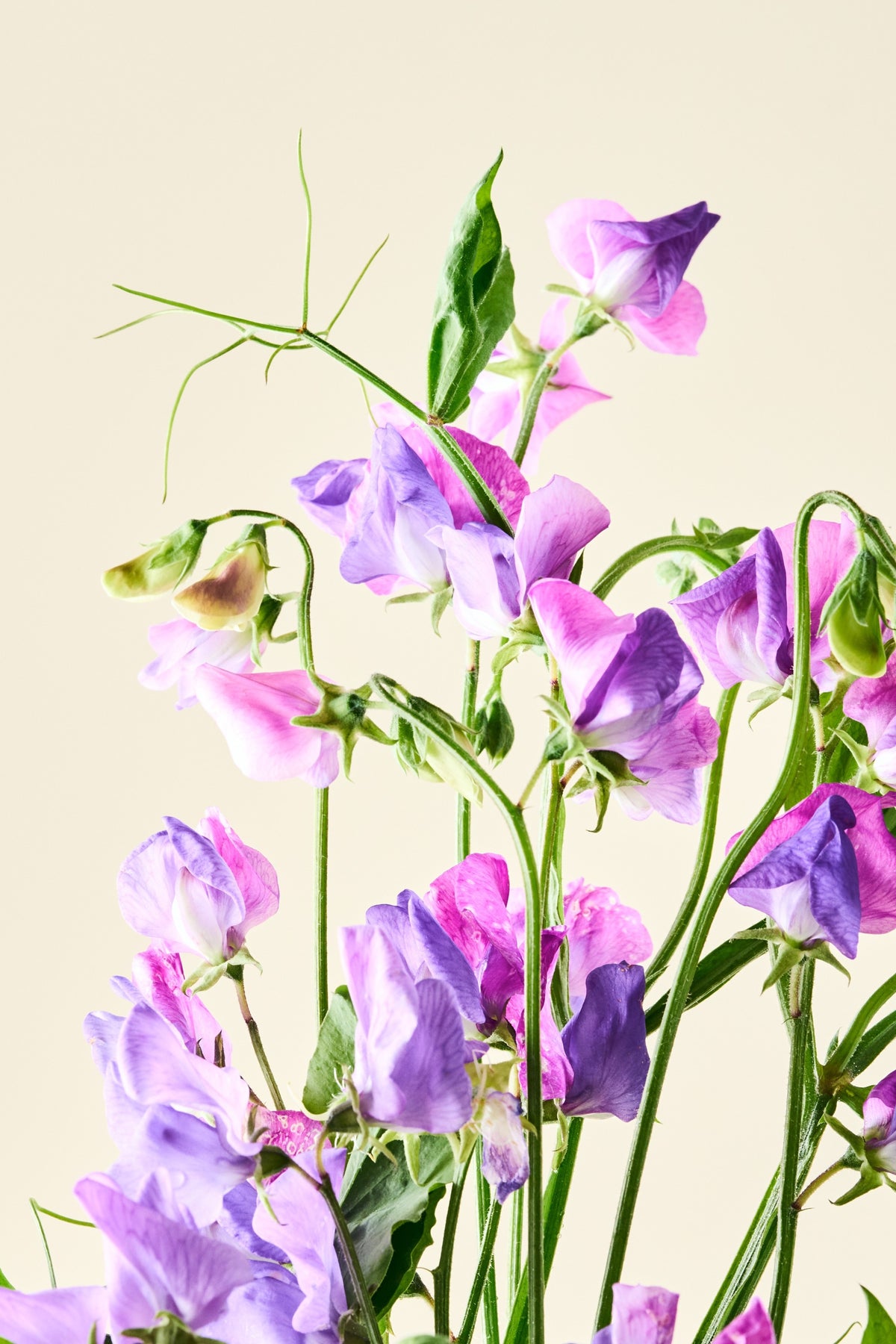 Ærteblomst 'Spencer Noel Sutton' - frø