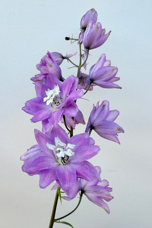 Ridderspore 'Lilac Pink White Bee' - frø - Stauder - til din skærehave her vist på billede 1 fra Frk. Grønt