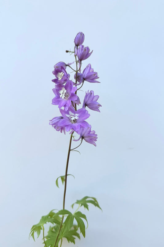 Ridderspore 'Lilac Pink White Bee' - frø - Stauder - til din skærehave her vist på billede 2 fra Frk. Grønt