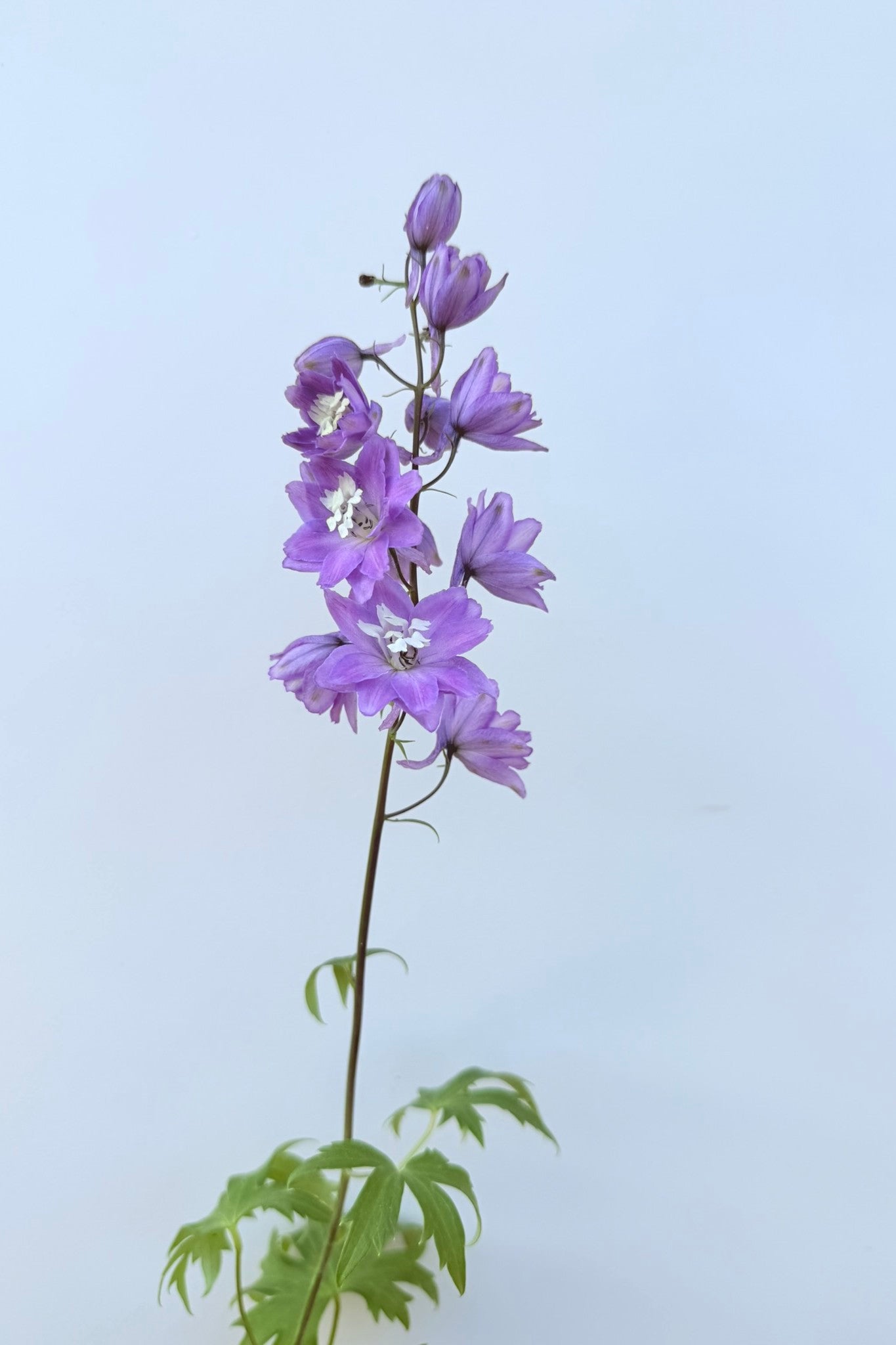 Ridderspore 'Lilac Pink White Bee' - frø - Stauder - til din skærehave her vist på billede 2 fra Frk. Grønt