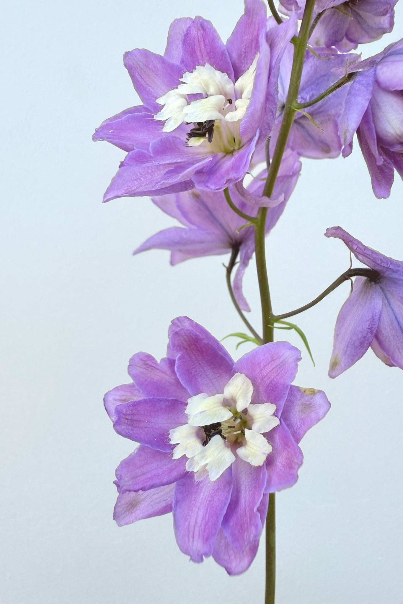 Ridderspore 'Lilac Pink White Bee' - frø - Stauder - til din skærehave her vist på billede 3 fra Frk. Grønt