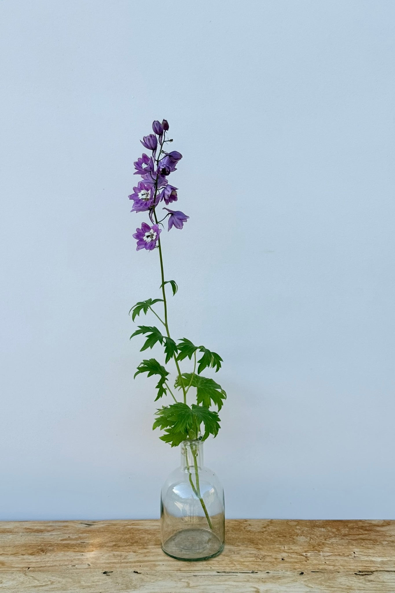 Ridderspore 'Lilac Pink White Bee' - frø - Stauder - til din skærehave her vist på billede 5 fra Frk. Grønt