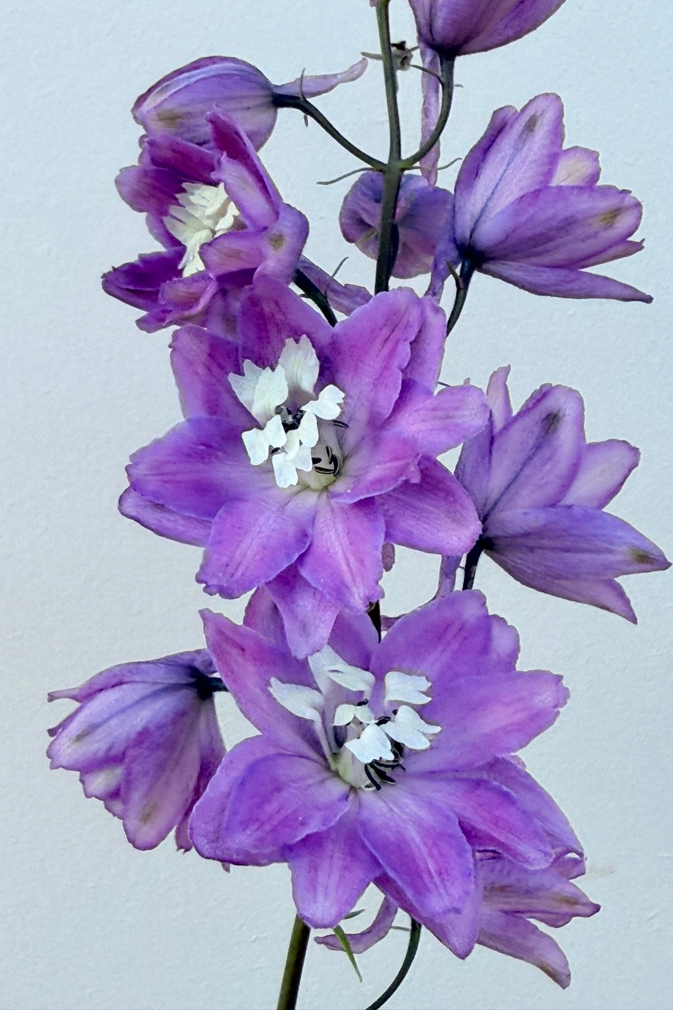 Ridderspore 'Lilac Pink White Bee' - frø - Stauder - til din skærehave her vist på billede 6 fra Frk. Grønt