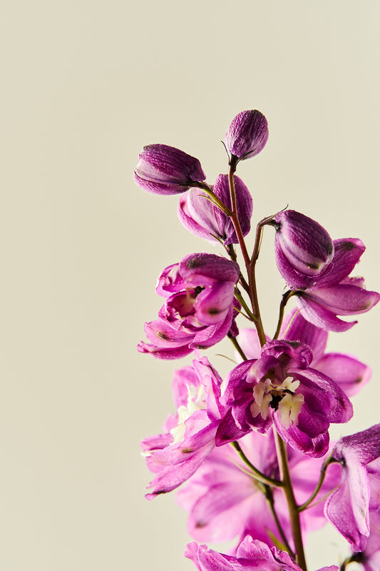 Ridderspore 'Magic Fountains Cherry Blossom' - frø - Stauder - til din skærehave her vist på billede 2 fra Frk. Grønt